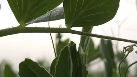 #CapCut #الطبيعة وجمالها ❤️  #❤️ 