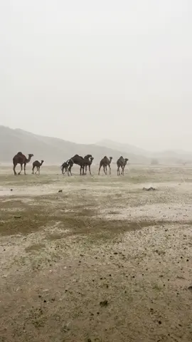 امطار الوسم ربيع جدة 1447 شرق جدة البياضة 