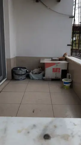 #cats #fyp #catsoftiktok 