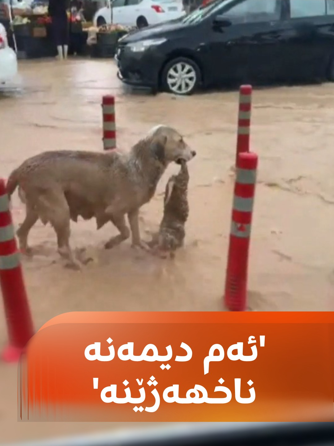 شەهیان تەحسین باسی ئەو سەگە دەکات بێچووەکەی رزگار دەکات: بەڕاستی ناخهەژێنە #rudawmedia #rudawdigital #رووداو