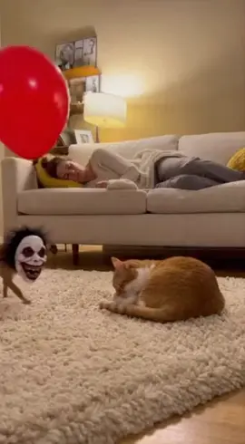 الشيواوا المرعب ومقلب البلونة في القط 🤣🤣 #شيواوا_مرعب #مقلب_البلونة #شيواوا_مرعب #مقلب_البلونة #قط_مفزوع 