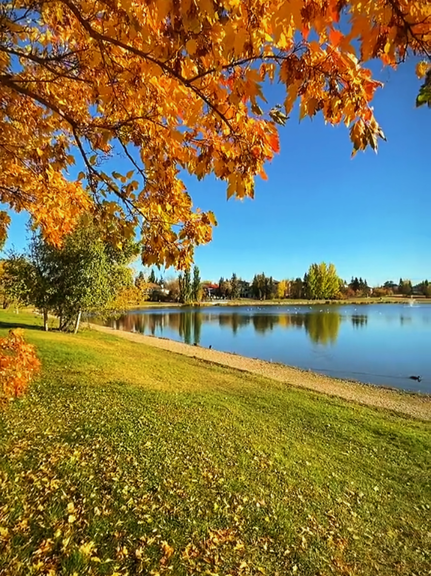 تلاوة بصوت خاشع سورة الزمر : الشيخ سعود الفايز #سعود_الفايز #ايات_قرآنية #القران_الكريم #القرآن_الكريم #راحه_نفسيه 