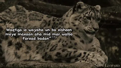 Frr❤️‍🩹#saaidmoha1 #fyp #viewsproblem #viralvideo 