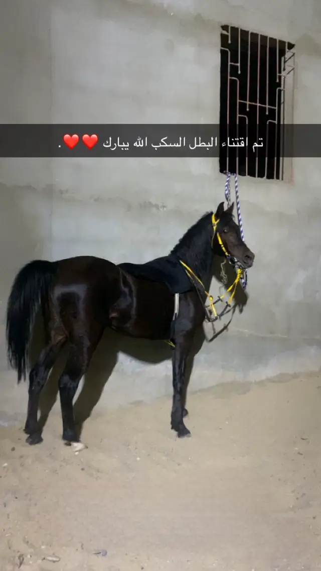 #خيل_وخياله🐎 #اكسبلورexplore #ذكر_الله 
