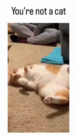 kaget dong🤣 #funnycat #moment #kucing #kucinglucu #fyppppppppppppppppppppppp 