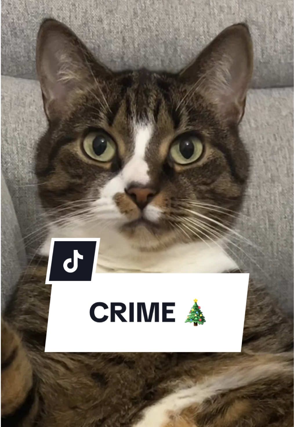 No witnesses = no crime 😹🐾🎄 #cat #funnycat #kot #catoftiktok 