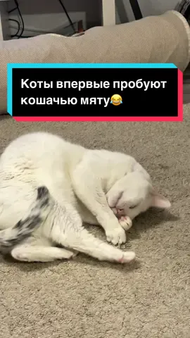 Котам по 8 лет и они впервые узнали, что такое кошачья мята😁. Было очень весело за ними наблюдать😂#лайфстайл #кот #кошка #🐈 #котородитель😻 