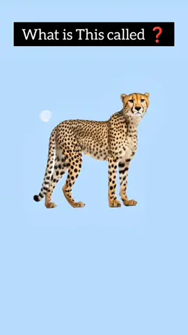 Lesson 28 #fyp #tiktok #foryoupage #NovaSceneVibes 