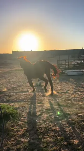 #الزاوية_العنقاء_ليبيا🇱🇾 #zawia #istanbul #أحمد_سعيد 