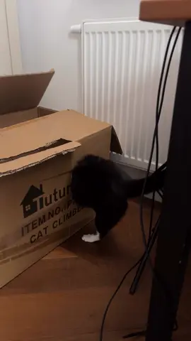 mas gente... 🤦🏻‍♂️😂 #foryoupage #gatos #fyp #tiktok #boanoite 