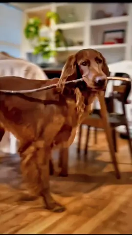 🤣Funny Animals 2025🤣Funny Dogs Video🐶 part-256 #funnyanimalvideos #funnyanimals #funnyvideos 