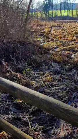 Naturschutzgebiet Kempten Allgäu am  schwabelsberger Weiher #natur #spaziergang #naturschutzgebiet #dorfkind #wildnis 