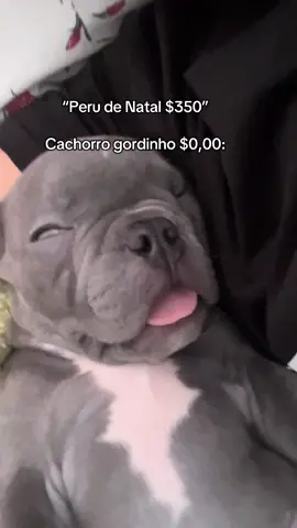 Um gordinho para vocês não passarem fome no Natal. #viral #trend #natal #gordinho #americanbully 