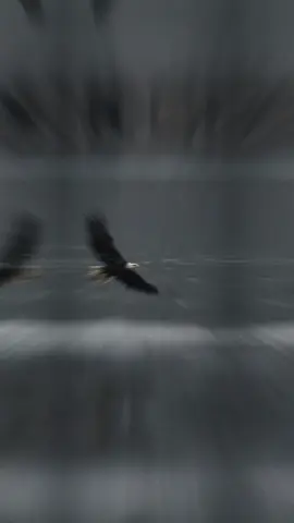 #CapCut 🎶😎🦅🎶 #كسبلور #قالب_جاهز_فخم_ #قونيا________________قونيا😌💙 #تصميم_فيديوهات🎶🎤🎬 