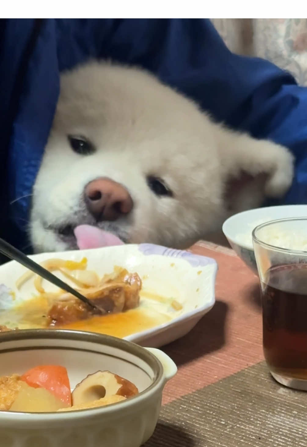 さっきご飯食べたのに…🐻‍❄️ #秋田犬 #akitainu #大型犬 #こはる #fyp 
