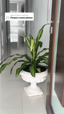 Replying to @Kaur #plantar #happyplants #nursery #plants #sydney 