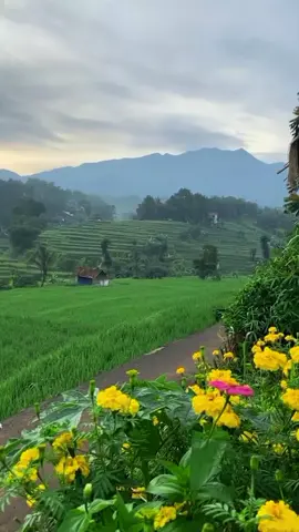 Bunga di tepi jalan alangkah indahnya (seperti lagu koes plus)