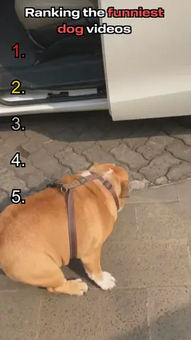 Ranking the funniest dog videos #dog #viral #funnymoments #fyp #dogsvideo 