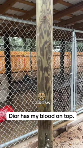 When your blood products 🔥 #presacanario #workingdogs #dogoargentino 