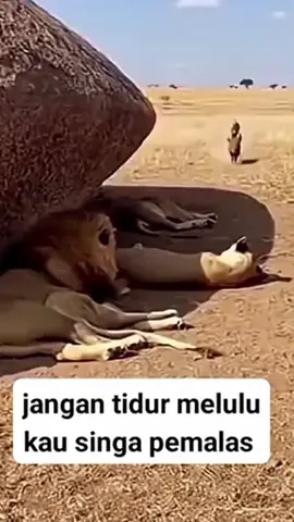 tah iye hiburan #tiktok