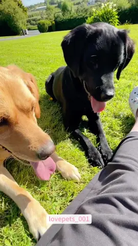 Dog playing with ball.#dog #dogs #doglover #dogsoftiktok #funny #foryou #funnyanimals #usa🇺🇸 