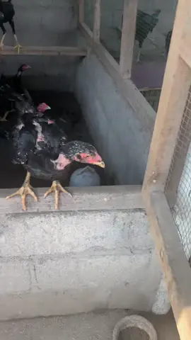 Amunisi sedang di persiapkan umur 1-2 bulan#fyp #ayambangkok #ayammangon #ayampakhoy 