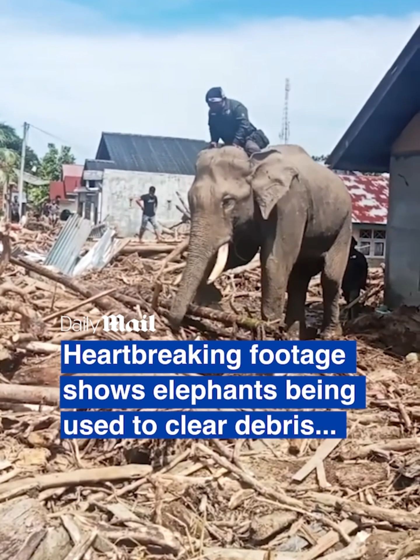 Four elephants were sent to areas in Pidie Jaya Regency, Aceh, that were inaccessible to heavy equipment. Hadi Sofyan, the Head of the Sigli Regional Natural Resources Conservation Agency (BKSDA), said the elephants were trained animals brought from the Elephant Training Centre. He said that the elephants will remain in the area until December 14 to assist in evacuation and aid distribution. Around 961 people were killed and 289 are still missing as extreme flooding and landslides hit Indonesia's Sumatra island earlier this month. #floods #indonesia #australia #fyp #news