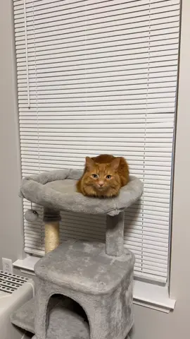 Cool cat #catsoftiktok #obiwancatnobi 