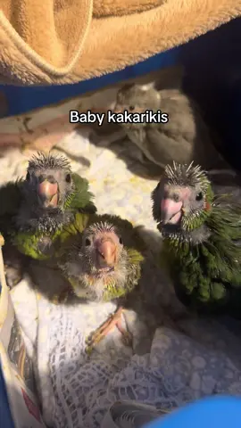 Raising some Kakariki babies at the moment. The mum had too many babies and was struggling to look after them all so took some in to handraise ☺️