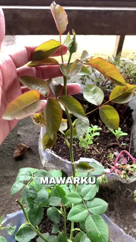 Mawarr holland besarr pilihan warna banyak #mawar  #mawarholland  #bungamawar  #roseflower 