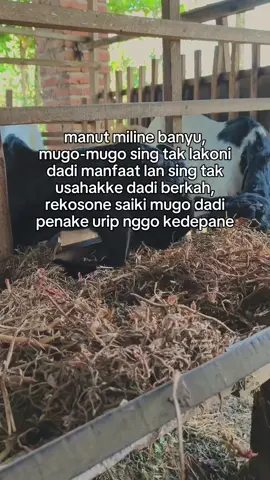 #peternakmuda #fyppppeternak peternak muda