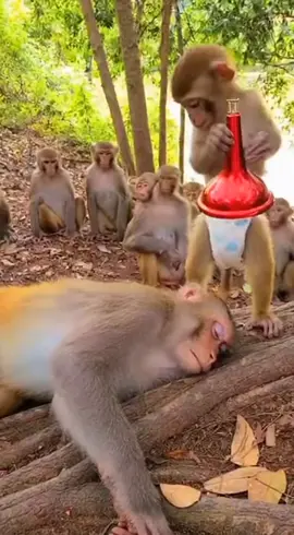 Monkey vibes all day! 🇺🇸🇬🇧  #MonkeyVibes #FunnyMonkey #CuteMonkey #MonkeyVideo #FunnyAnimals 