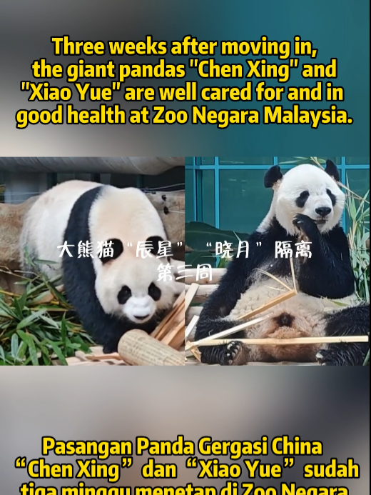 Three weeks after moving in, the giant pandas 