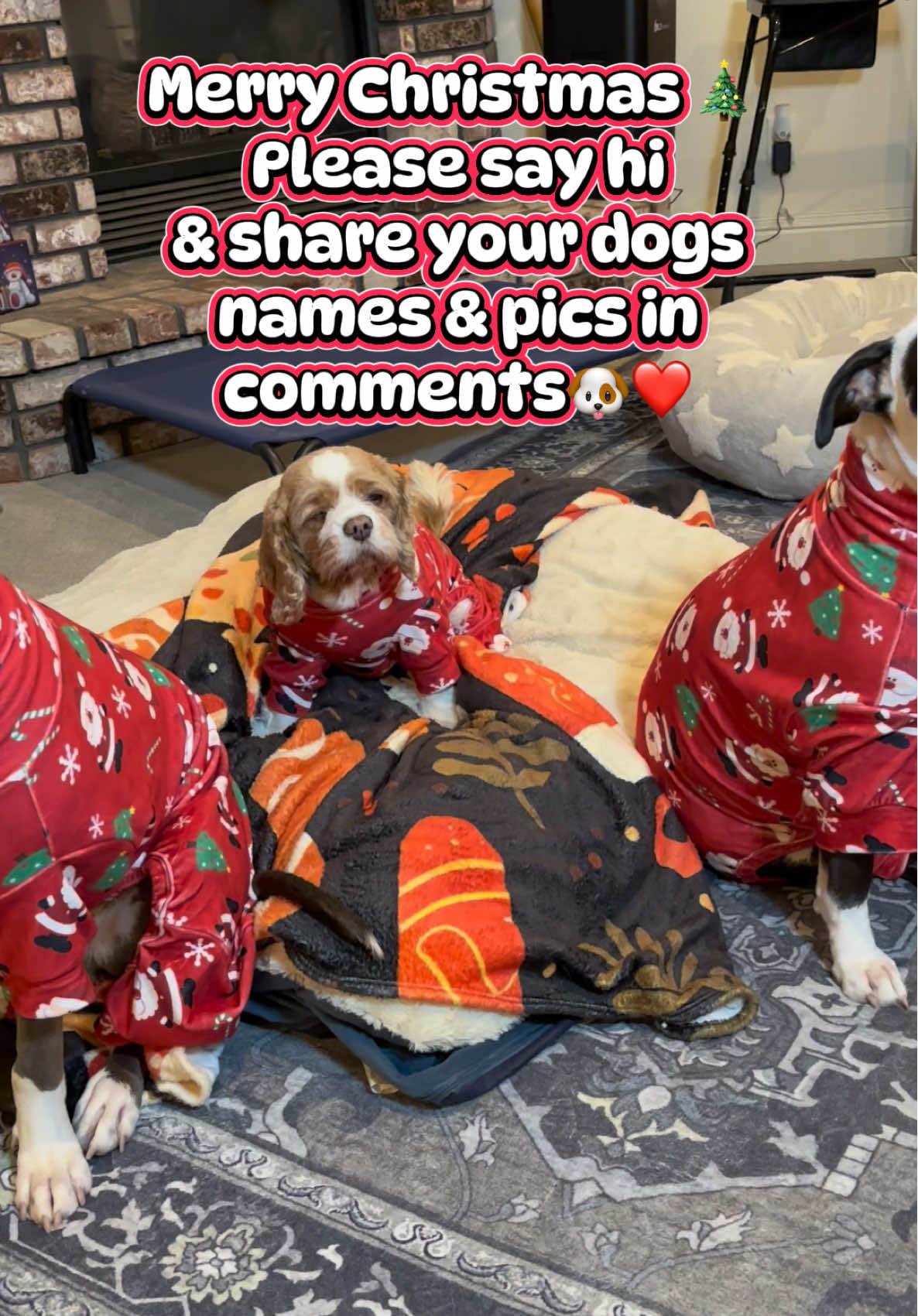 Merry Christmas from Whiskey, Brandy & Zoey 🎄🐶❤️🎅🧑‍🎄🤶 
