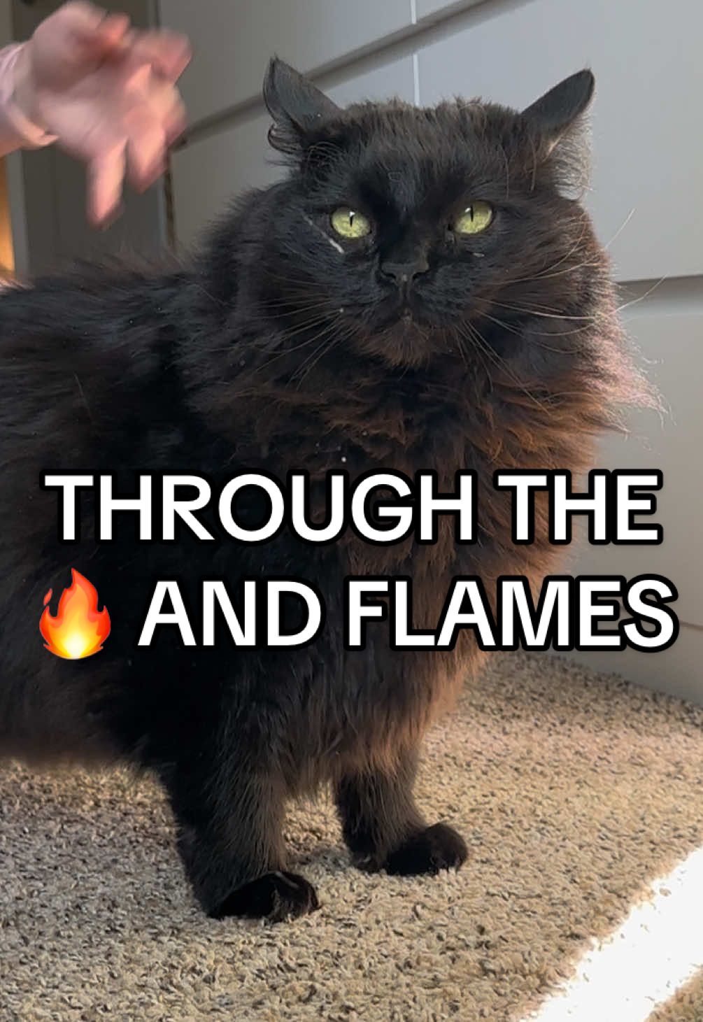 AN INSANE SMACK DOWN!!! 🤘🏻 #catsoftiktok #pank #throughthefireandflames #dragonforce #funnycat 