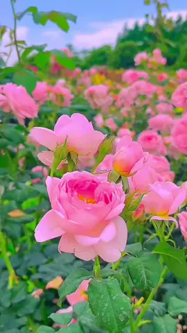 🤍P.M.K🤍 #fypシ #ပန်းလေးတွေဆိုချစ်တယ် #ရောက်စမ်းကွာfypပေါ်💯 #ရောက်ချင်တဲ့နေရာရောက် #foryou 