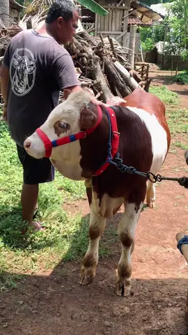 #peternaksapiindonesia #sapimetalmalboro #fyp #foryou 