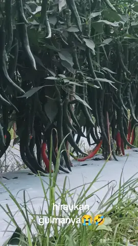 96 hst#petanimudajpt  #petanicabai  #petaniindonesia🇮🇩🇮🇩🇮🇩🌿🌿  #fypage  #fyp 