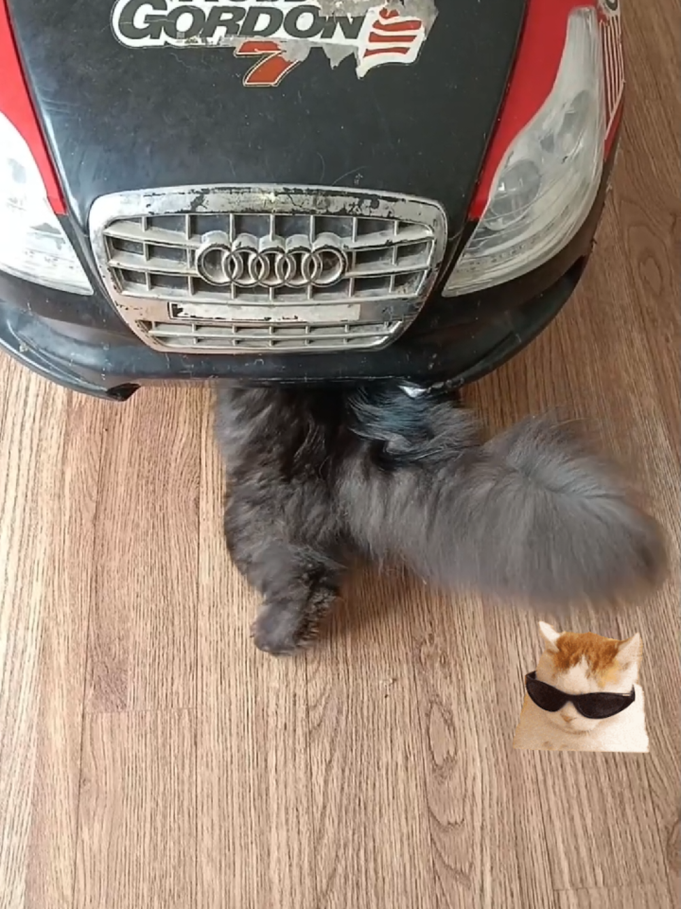 Mobil abang Bolu mogok 😭 Untung ada montir cantik Molly suroli yang bisa handle 🤣😻 #Kucinglucu #Kucinggemoy #Catlovers #Kucingindoor #fyp