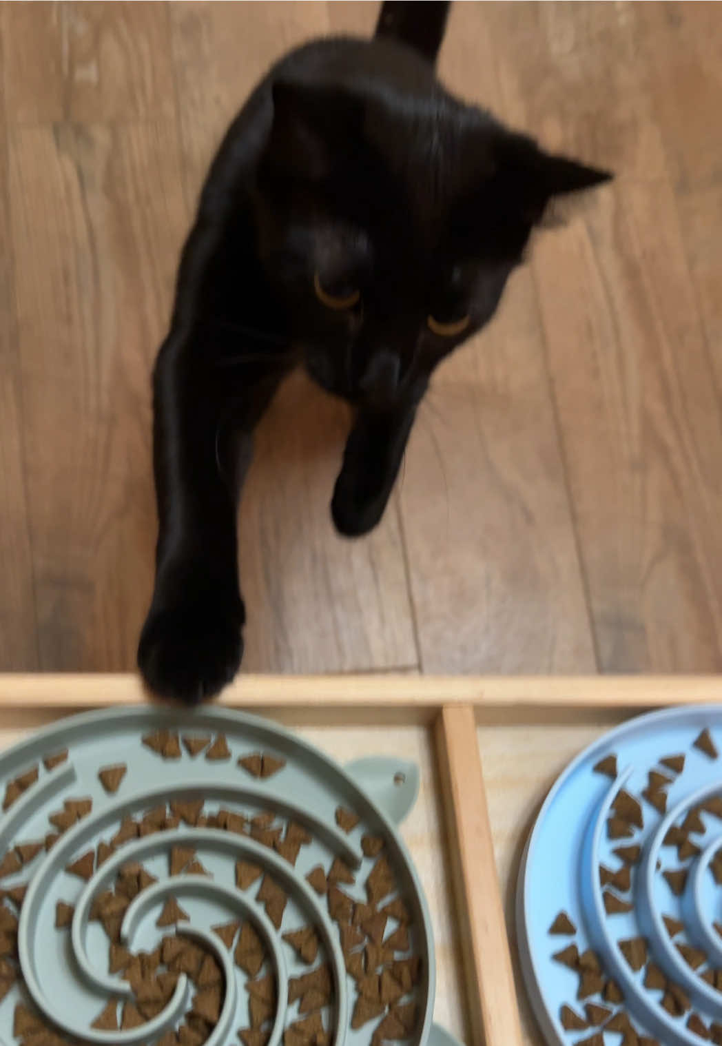 so dramatic idk where she gets it from (me) #catsoftiktok #blackcat #funnycats #kitty #PetsOfTikTok 