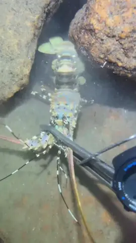 #fishing #eels #deepsea #nemo #diving #lobster #beach #crab #nature #sea #catchthesea