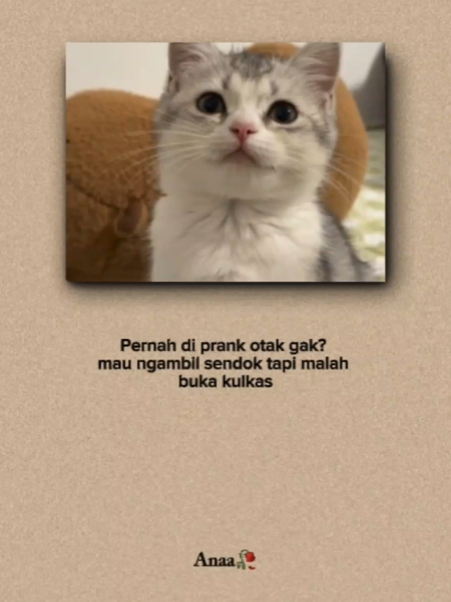 #quoteslucu #kucinglucu #indiasong #foryoupage ##xbcyza 