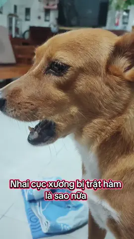 🤣 Bó tay #xh #pet 