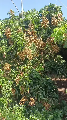 #xuhuong2024 #vuontraicay # vườn nhãn thái quê em mời cả nhà đi thăm vườn cùng em ạ 