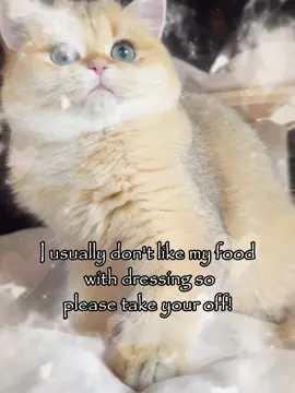 pleaseee 😤 #meme #joke #relatable #couple #catsoftiktok 