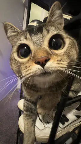 #fyypppppppppp #viral #cat 