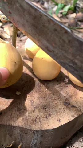 Bunyau fruit from borneo #fyp #reel 