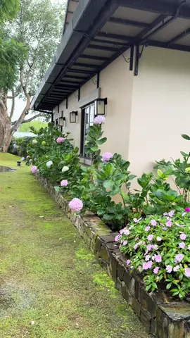 Đà lạt vẫn còn mưa nhé