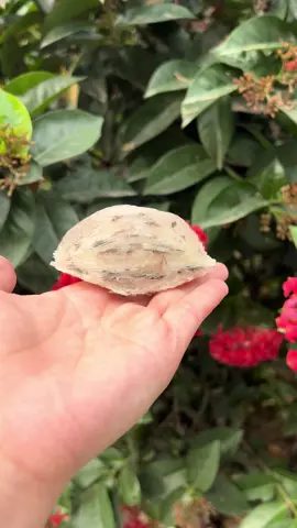 Nhìn đã quá#xuhuong #yensaokhanhhoa 