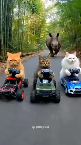Kucing naik mobil RC di kejar badak #fyppppppppppppppppppppppp #kucing #kucinglucu #hewanlucu #sora 